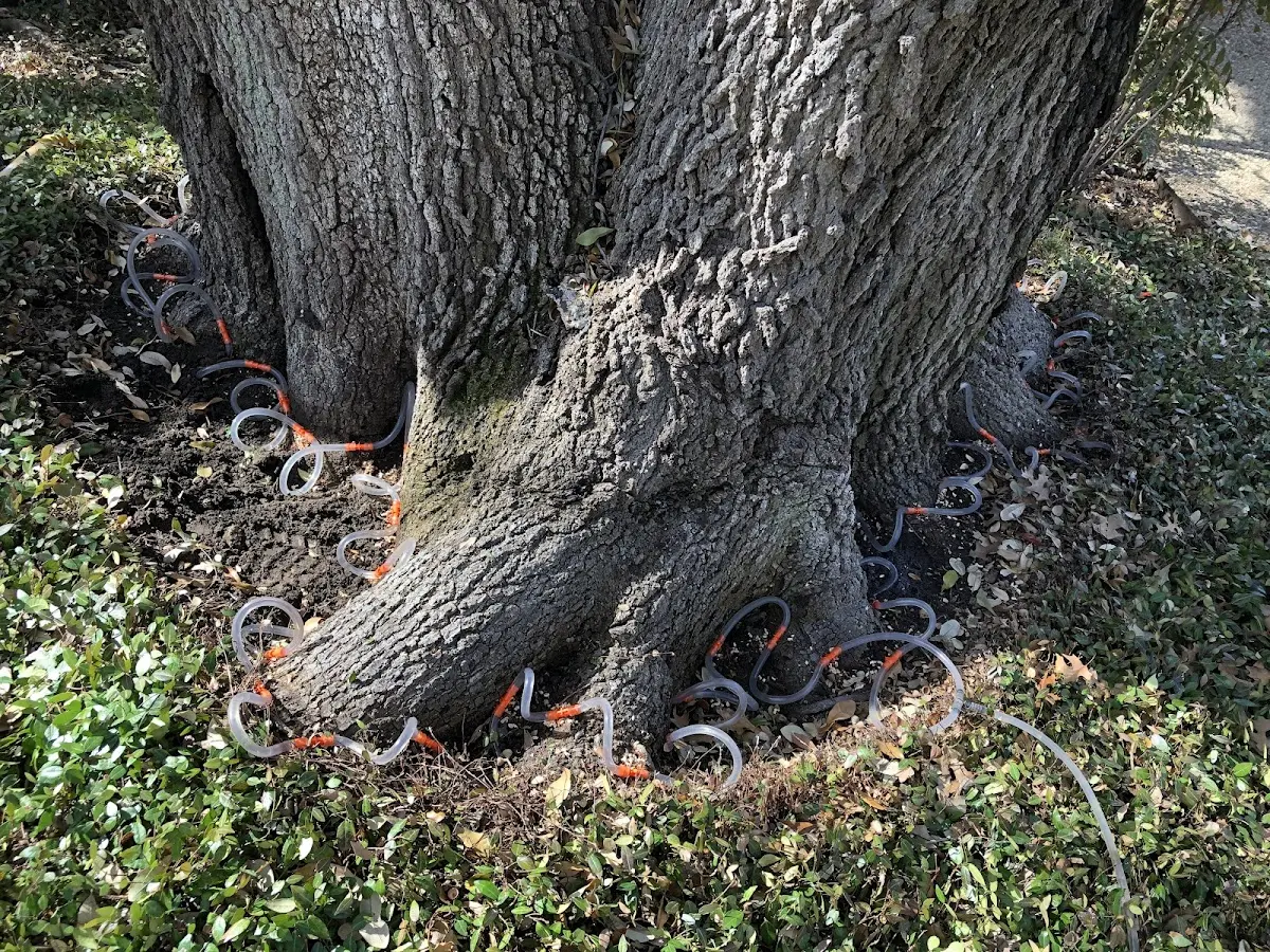 Detailed Tree Cabling and Bracing job site in Rockwood