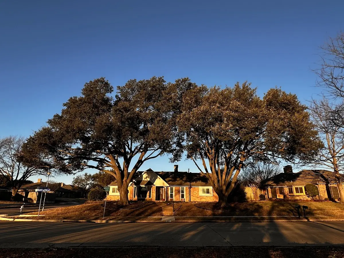 Established residential canopy tree shading a home in Rockwood